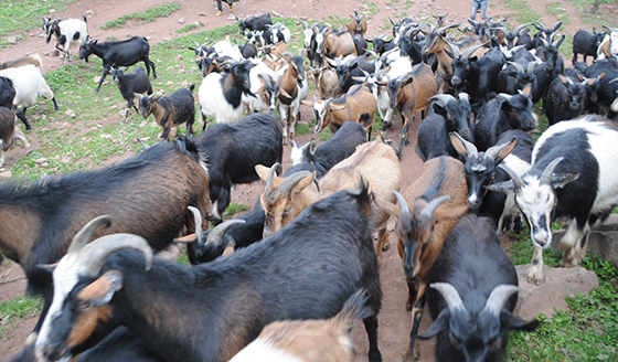 成群的山羊  吳啟昌 攝.jpg