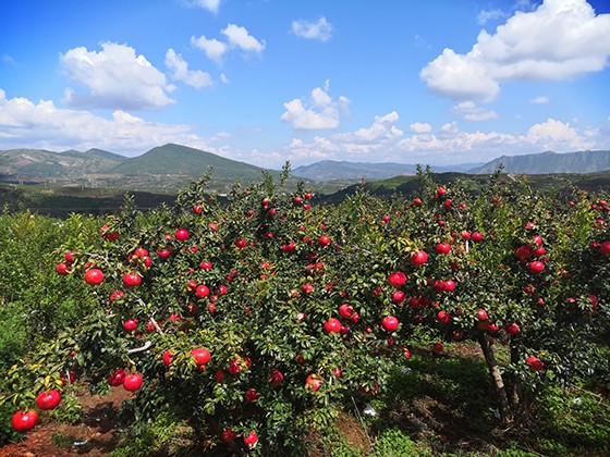 4 會(huì)理名特產(chǎn)——石榴.jpg