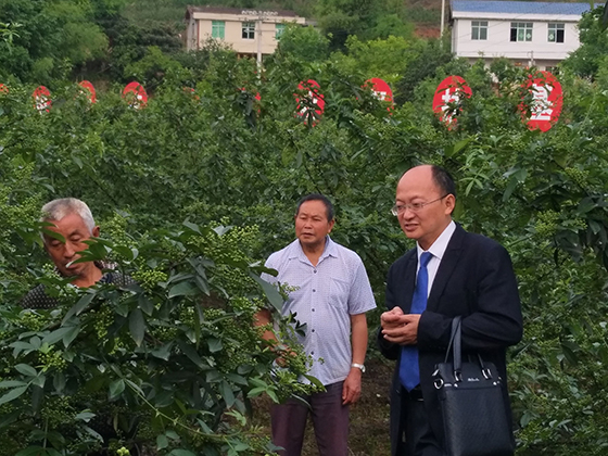 “金融村干部”幫扶貧困村花椒產(chǎn)業(yè)發(fā)展.jpg