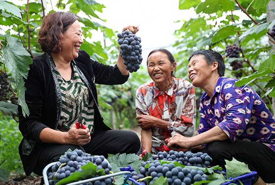四川省華鎣市陽和鎮(zhèn)三岔河村的果農(nóng)在果園開心地展示銷往節(jié)日市場的優(yōu)質(zhì)葡萄  邱海鷹 攝.JPG