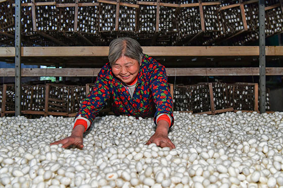 四川廣安市廣安區(qū)大龍鎮(zhèn)蘇溪村蠶農(nóng)胡光碧家的蠶繭豐收了  張國(guó)盛 攝.JPG