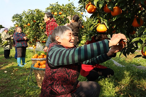 四川武勝縣，秋來(lái)金桔豐收村民樂(lè)開(kāi)懷  武勝縣委宣傳部供圖.jpg