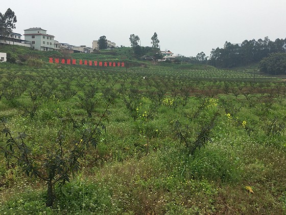 立豐花椒種植園  胡華 攝.jpg