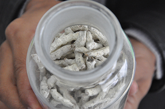 四川德仁源農(nóng)業(yè)科技有限公司開發(fā)生產(chǎn)的藥用白僵蠶 潘興揚 攝.JPG