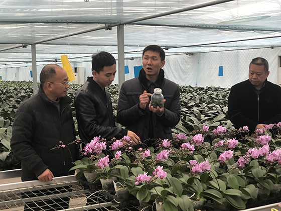 樂至縣委副書記李文波（右二）帶領相關(guān)部門負責人在花卉培育車間調(diào)研指導 潘興揚 攝.jpg