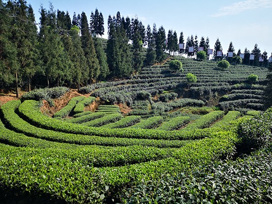 1納溪特早茶園一景.jpg