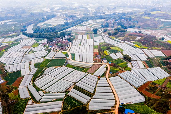 榮縣鼎新鎮(zhèn)紅勝村發(fā)展大棚蔬菜.jpg