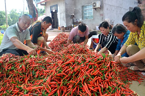 貧困戶張熙發(fā)展種植業(yè)種植辣椒致富.jpg