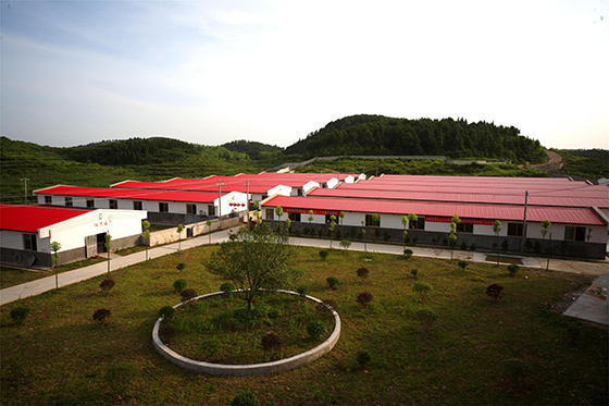 現(xiàn)代化的大型養(yǎng)豬一景   圖片來源于網(wǎng)絡(luò).jpg