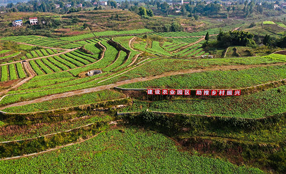 四川省廣安市廣安區(qū)大龍鎮(zhèn)3000畝龍安柚生態(tài)產(chǎn)業(yè)園柚林下成片套種青菜, 使柚苗和蔬菜生長(zhǎng)兩不誤，又增加收入 張國(guó)盛 攝.JPG