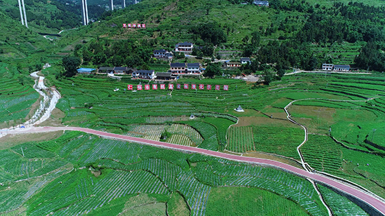 貴州仁懷市，“紅高粱”與“白酒”產(chǎn)業(yè)共舞  圖片來源于網(wǎng)絡(luò).jpg