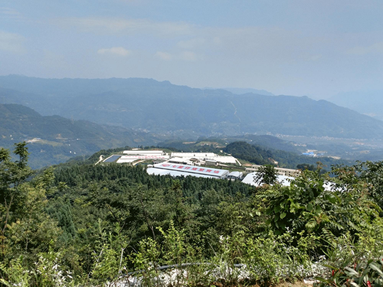 四川珙縣上羅鎮(zhèn)發(fā)展產(chǎn)業(yè)讓石漠荒山變致富山  上羅鎮(zhèn)政府供圖.png