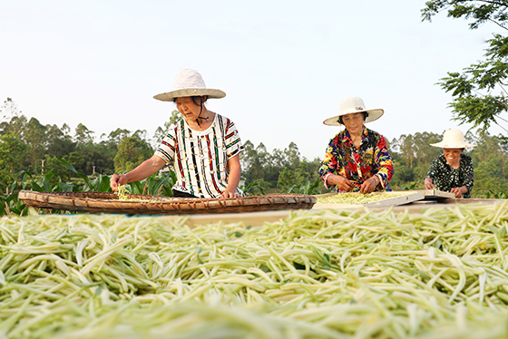 在清平鎮(zhèn)華家坪村，村民正分揀金銀花  趙倩 攝.jpg