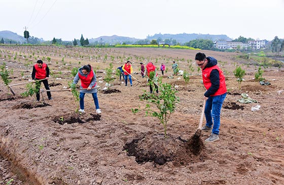 3月9日，四川省廣安市廣安區(qū)石筍鎮(zhèn)黨員干部在該鎮(zhèn)龍巖村柑橘產(chǎn)業(yè)基地，和業(yè)主、群眾一道栽植柑橘幼苗、培土施肥  張國(guó)盛 攝.JPG