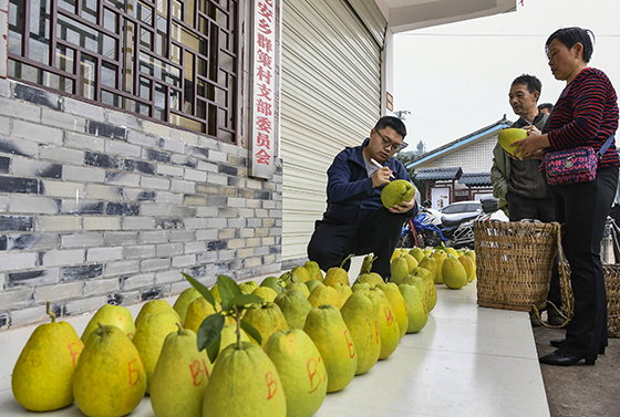 四川省廣安市廣安區(qū)龍安鄉(xiāng)群策村組織龍安柚評(píng)比鄭飛陳定軍攝.jpg