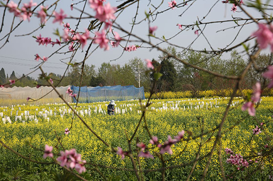 2021年3月5日，驚蟄時(shí)節(jié)，四川省內(nèi)江市東興區(qū)田家鎮(zhèn)正子村農(nóng)民正在田間勞作  蘭自濤 攝.jpg