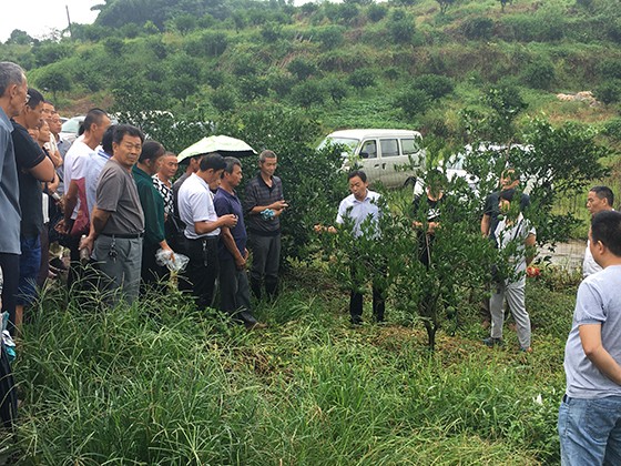 中柑所專家在自貢市沿灘區(qū)進(jìn)行柑橘栽培培訓(xùn).JPG