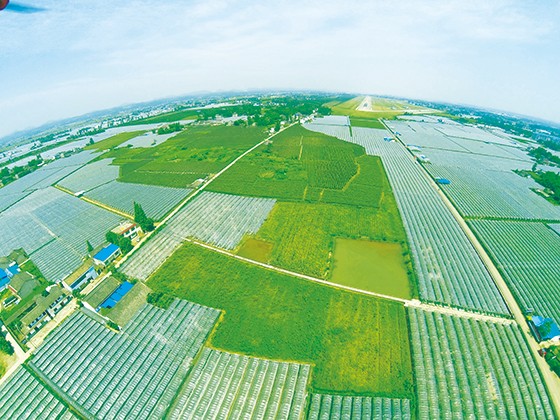規(guī)?；N植的彭山葡萄種植園  眉山市彭山區(qū)委宣傳部供圖.JPG