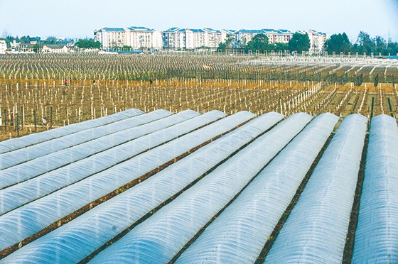 彭山區(qū)葡萄園和新村  眉山市彭山區(qū)委宣傳部供圖.JPG