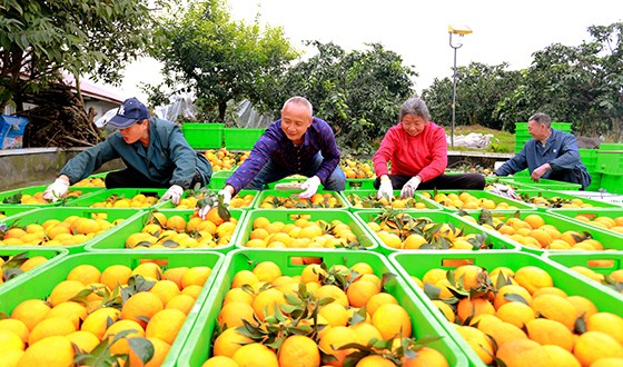 仁壽縣天峨鎮(zhèn)金盆村村民正在分揀剛采摘的柑橘 潘建勇 攝.jpg