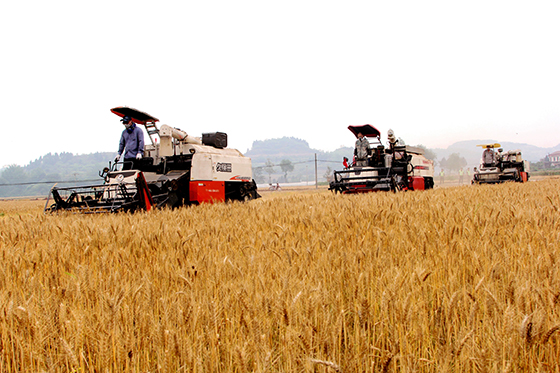 仁壽縣龍馬鎮(zhèn)農(nóng)民收割小麥  潘建勇 攝.jpg