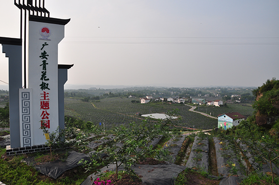 1625722779912803.jpg 廣安前鋒青花椒產(chǎn)區(qū)的“景區(qū)化發(fā)展” 黃世濤 攝.JPG