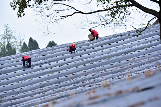 四川省內(nèi)江市東興區(qū)聚力打造“中國天冬之鄉(xiāng)”，增加縣域特色產(chǎn)品供給  蘭自濤 攝.JPG