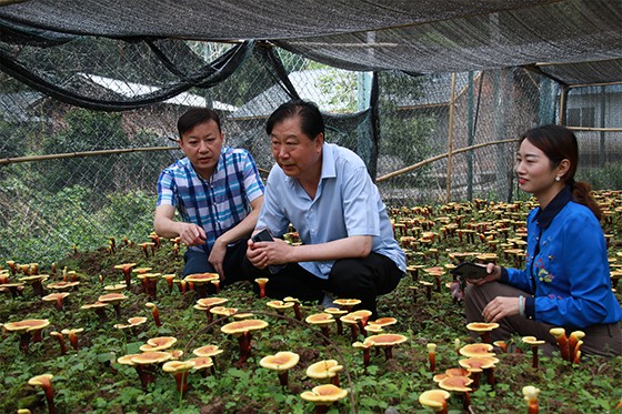 四川省沐川縣鳳凰村著力發(fā)展靈芝產(chǎn)業(yè)   崔前東 攝.jpg