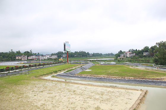 開江縣的“稻田+”產(chǎn)業(yè)  周淼葭 攝.JPG