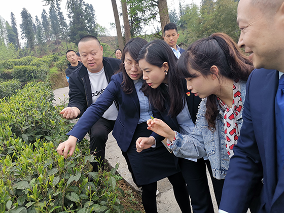 滎經(jīng)農(nóng)信聯(lián)社黨委書記、理事長任琳在農(nóng)戶茶園調(diào)研.jpg