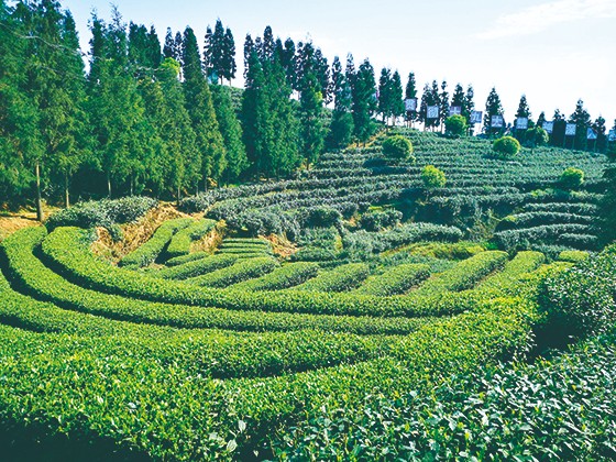 1納溪特早茶園一景 費(fèi)翔 張超 圖.jpg