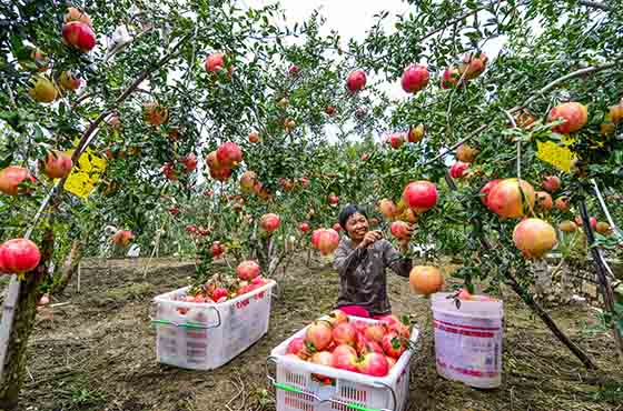 四川省攀枝花市仁和區(qū)大田石榴已成為當(dāng)?shù)剞r(nóng)民增收的重要支柱  攀枝花市仁和區(qū)委宣傳部供圖.jpg