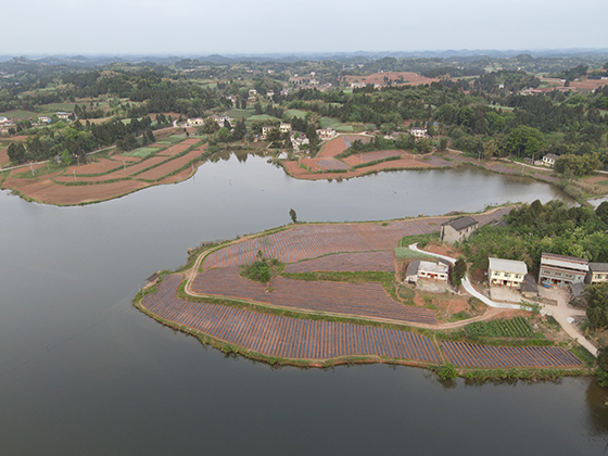 遂寧市安居區(qū)中興鎮(zhèn)環(huán)繞李家灣水庫發(fā)展花卉藥材種植等多元化特色產(chǎn)業(yè).jpg