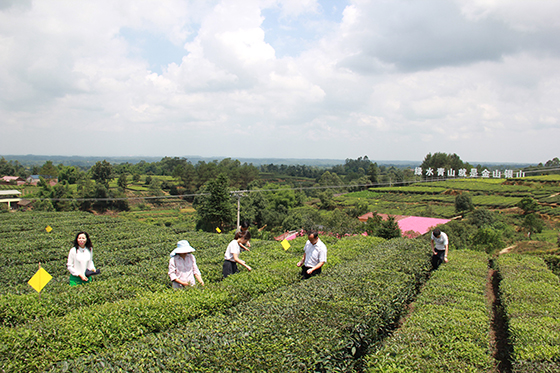 榮縣來(lái)牟鎮(zhèn)一洞橋村茶園里茶農(nóng)在采摘新茶  周淼葭 攝.JPG