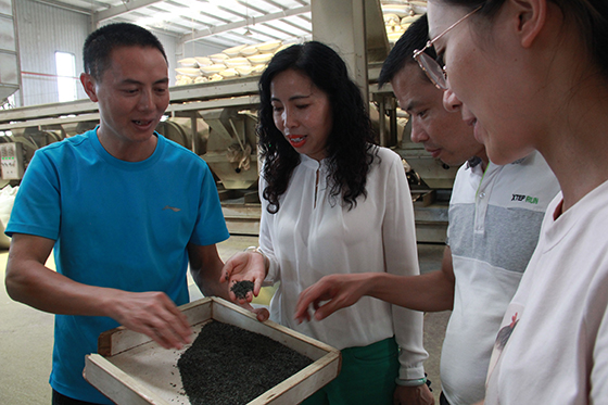 2 菲樂(lè)茶業(yè)法人總經(jīng)理但家根（左）向記者介紹出口茶制作流程  周淼葭攝.JPG