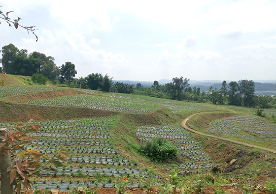 榮縣旭陽(yáng)鎮(zhèn)大井村五里花丘茉莉花基地一隅  周淼葭 攝.jpg