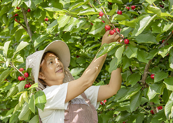 采摘汶川甜櫻桃.jpg