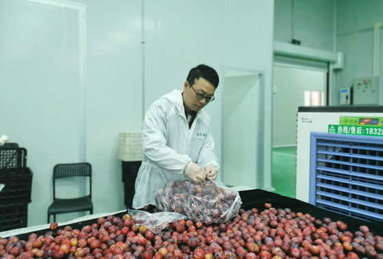 工作人員從納米袋內(nèi)取出紅脆李.jpg