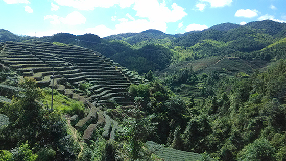革命老區(qū)廣東紫金縣集中力量做大茶產(chǎn)業(yè)，融入粵港澳大灣區(qū)省綠色發(fā)展示范區(qū)。圖為紫金縣南嶺鎮(zhèn)的優(yōu)質(zhì)茶場(chǎng)    紫楠 攝.jpg