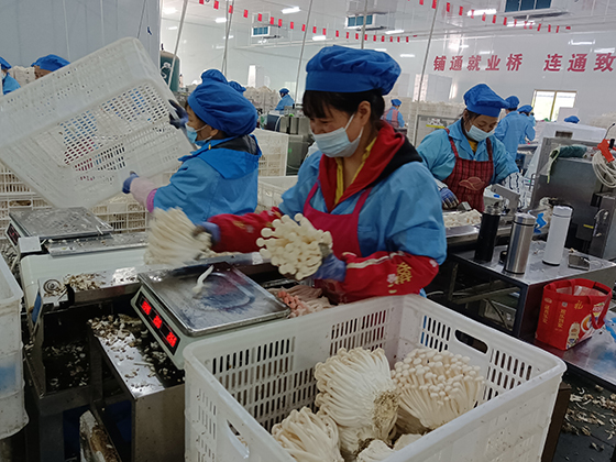 巴中市通江縣芊菇生物生產(chǎn)車間  黃世濤 攝.jpg