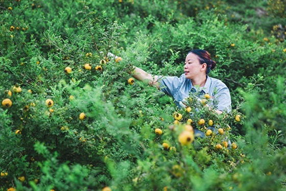 村民釆摘刺梨.jpg