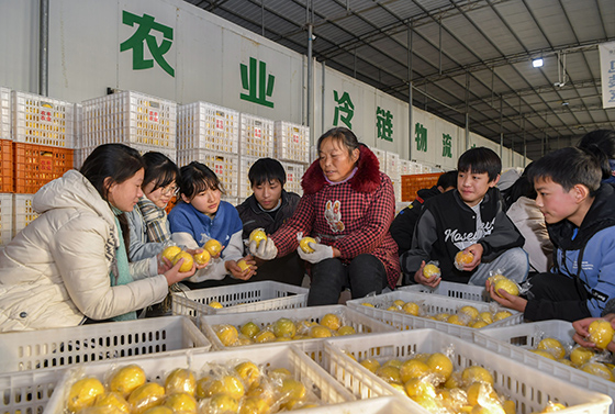 四川省廣安市廣安區(qū)白馬鄉(xiāng)小學(xué)校學(xué)生向工人學(xué)習(xí)檸檬果挑選和分級知識  張國盛 袁強(qiáng) 攝.JPG