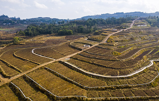 四川省廣安市廣安區(qū)東岳鎮(zhèn)發(fā)展縣域富民產(chǎn)業(yè)，規(guī)?；N植晚熟柑橘2000畝  張國盛 黃幸生 攝.jpg