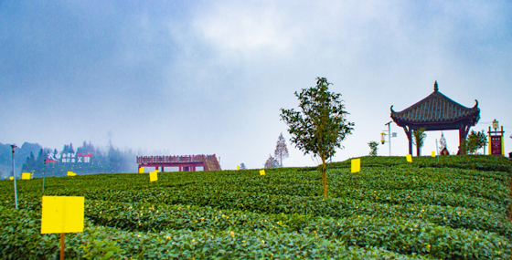 雨城區(qū)云臺山國家農(nóng)業(yè)公園茶園一隅.jpg