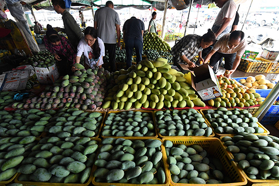 廣西百色市田陽區(qū)，芒果成熟助增收  陸波岸 攝.jpg