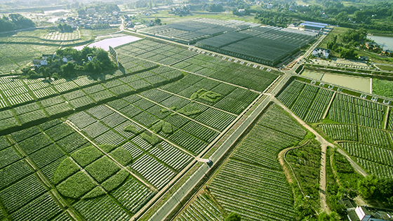 董允壩現(xiàn)代農(nóng)業(yè)示范園區(qū)  瀘州市江陽區(qū)委宣傳部供圖.jpg