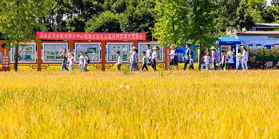 (1)國(guó)家雜交水稻工程技術(shù)研究中心成都分中心稻漁立體生態(tài)循環(huán)種養(yǎng)模式觀摩會(huì).jpg