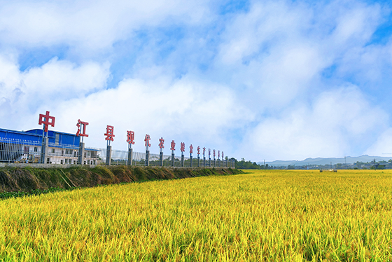 (4)中江縣現(xiàn)代農(nóng)業(yè)糧食生產(chǎn)示范基地.png