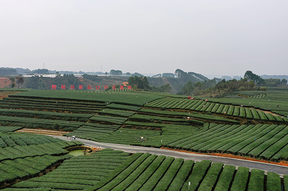 (2)夾江茶鄉(xiāng) 劉佳 攝.jpg