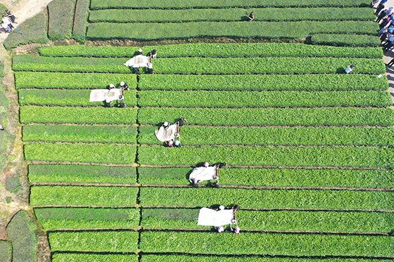 (3)夾江美麗鄉(xiāng)村 劉佳 攝.jpg